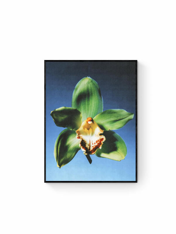Orchid Sky